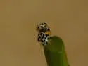 Psyllobora nana - photo 4