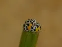 Psyllobora nana - photo 5