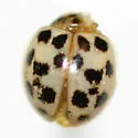 Psyllobora parvinotata
