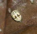 Psyllobora parvinotata - photo 2