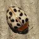 Psyllobora parvinotata - photo 3
