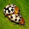 Psyllobora parvinotata - photo 4