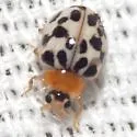 Psyllobora parvinotata - photo 5