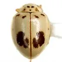 Psyllobora plagiata