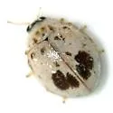 Psyllobora plagiata - photo 2