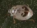 Psyllobora plagiata - photo 3