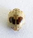 Psyllobora plagiata - photo 4