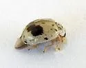 Psyllobora plagiata - photo 5