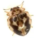 Kidney-spotted Lady Beetle