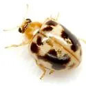 Kidney-spotted Lady Beetle - photo 2