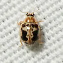 Kidney-spotted Lady Beetle - photo 3