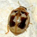 Kidney-spotted Lady Beetle - photo 4