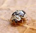 Kidney-spotted Lady Beetle - photo 5