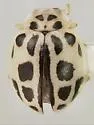 Psyllobora schwarzi
