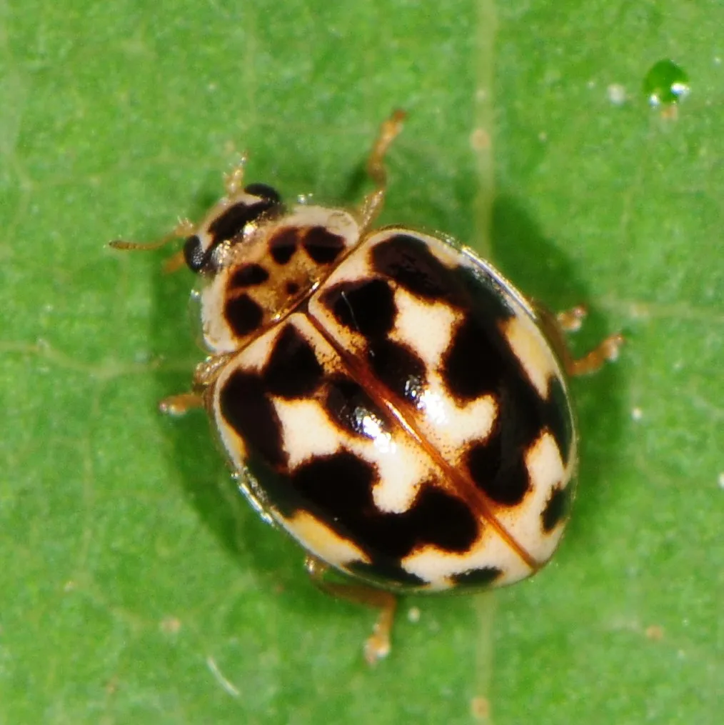 Twenty-Spotted Lady Beetle - photo 2
