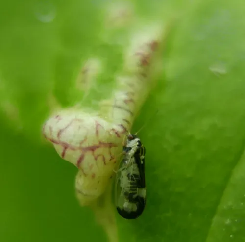 ash psyllid