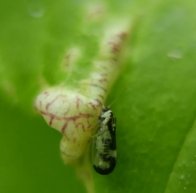 ash psyllid - photo 3