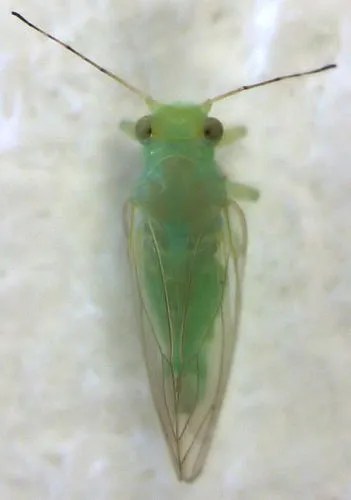 Psyllopsis fraxinicola