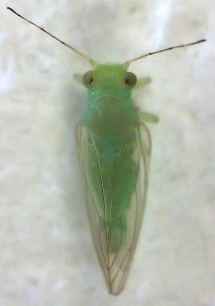 Psyllopsis fraxinicola - photo 2
