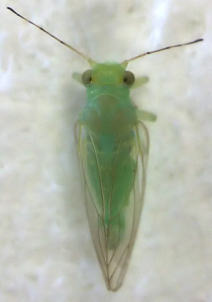 Psyllopsis fraxinicola - photo 3