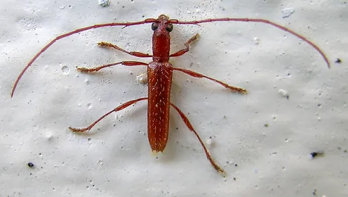 Spined Twig Girdler