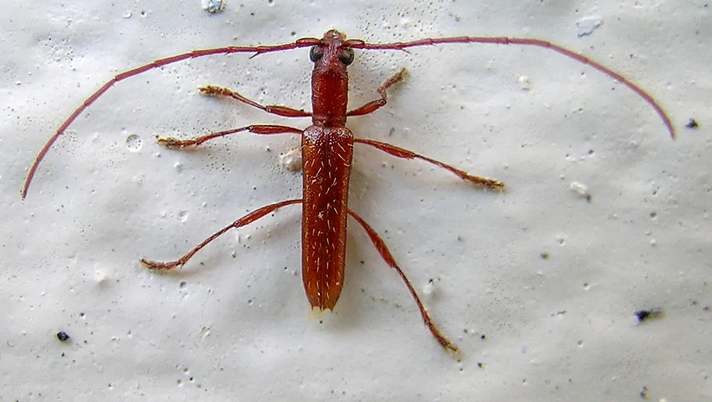 Spined Twig Girdler - photo 2