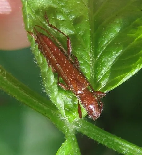 Spined Twig Girdler - photo 3