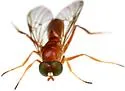 Ptecticus furcatus