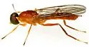 Ptecticus furcatus - photo 5