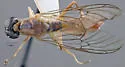 Ptecticus melanothorax