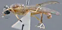 Ptecticus melanothorax - photo 2