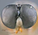 Ptecticus melanothorax - photo 3