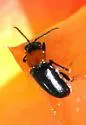 Pteleon brevicornis - photo 2