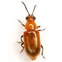 Pteleon brevicornis - photo 4