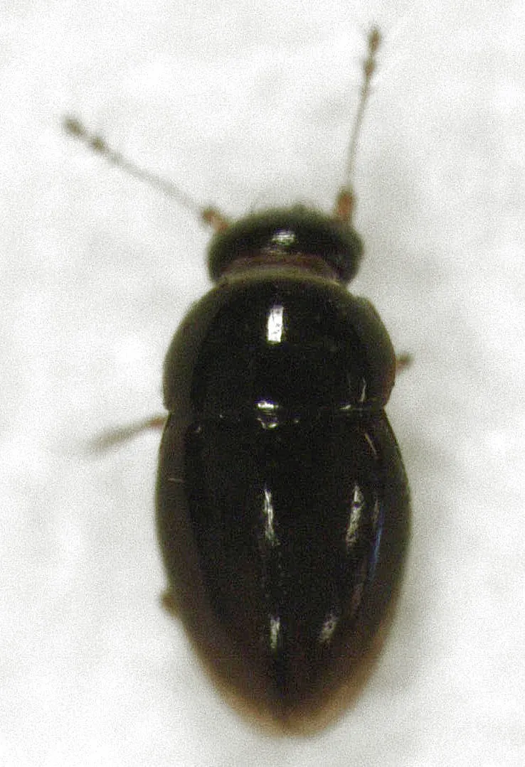 Ptenidium laevigatum - photo 3