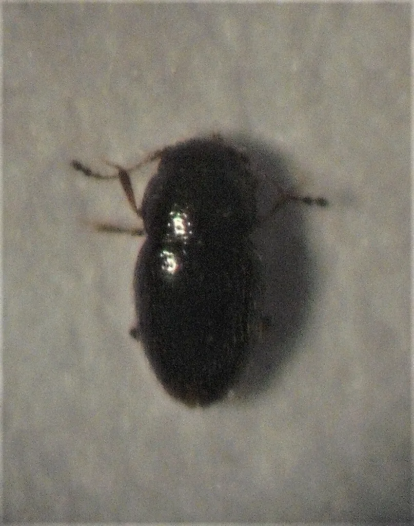 Ptenidium punctatum - photo 2