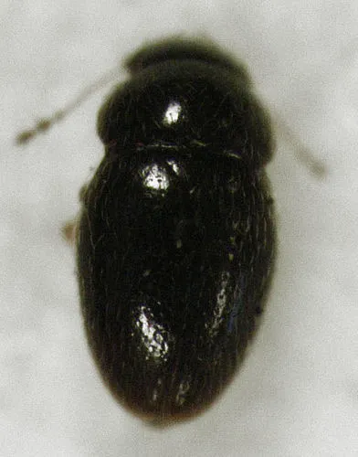 Ptenidium pusillum