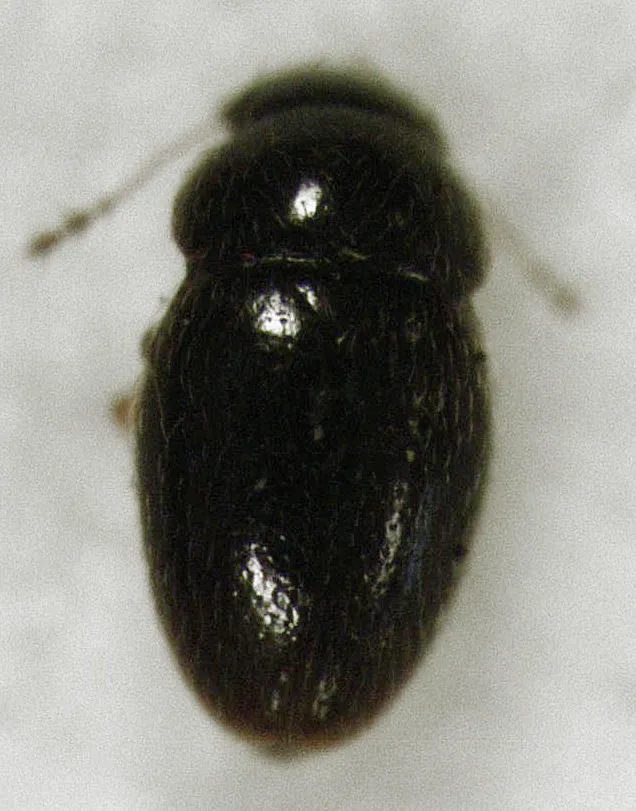 Ptenidium pusillum - photo 3