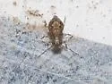 Ptenothrix australis