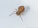 Ptenothrix australis - photo 2
