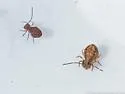 Ptenothrix australis - photo 3