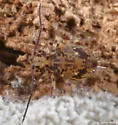 Ptenothrix beta