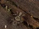 Ptenothrix beta - photo 2