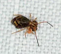 Ptenothrix beta - photo 3