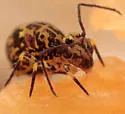 Ptenothrix beta - photo 4