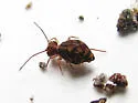 Ptenothrix beta - photo 5