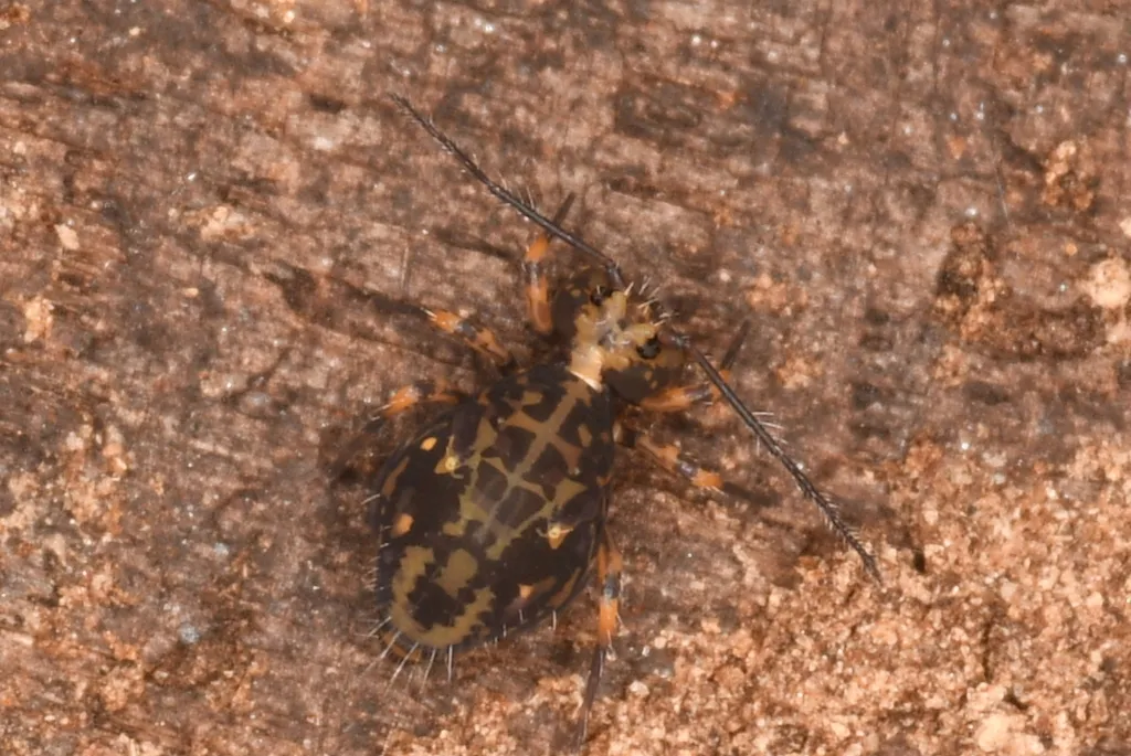 Ptenothrix californica - photo 2