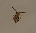 Ptenothrix curvilineata - photo 2