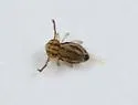 Ptenothrix curvilineata - photo 3