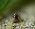 Ptenothrix denticulata